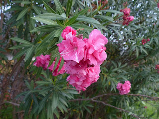 Laurier rose - Oléandre - Nerium oleander