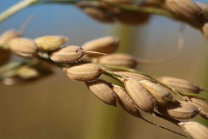 grainmarketnews_rice3_002