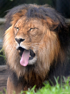 lion's yawn