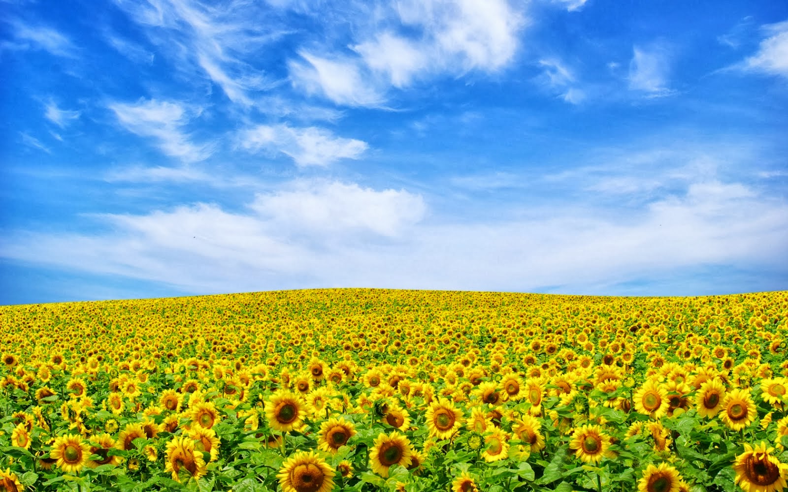 Background Lukisan Bunga Matahari - Koleksi Gambar HD