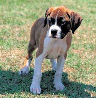 Boxer Puppy Picture