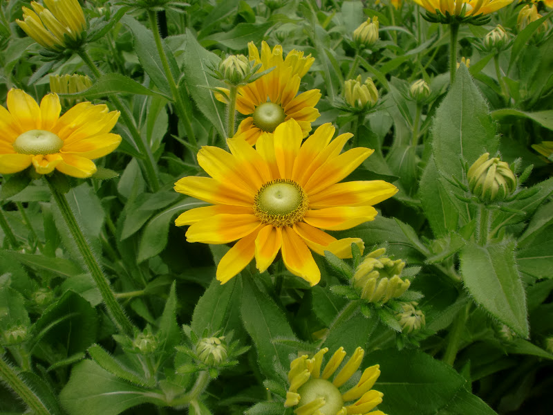 ルドベキア プレーリーサン Rudbeckia Hirta Prairie Sun ６０歳で無職の優雅な日々