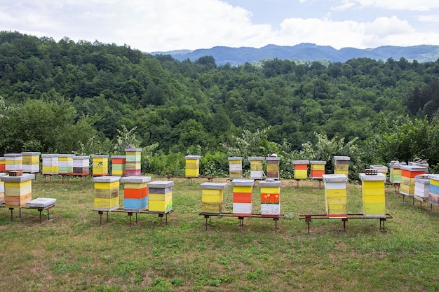 Τι γίνεται όταν υπάρχουν πολλοί μελισσοκόμοι σε ένα μέρος; Δίνει μέλι η δεν φτάνει για όλους