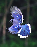 The Blue Jay Bird