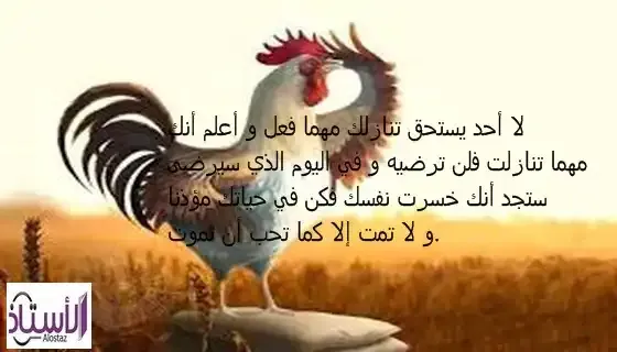 funny-story-full-of-lessons-Annoying-Rooster