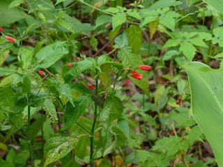 Ruellia brevifolia - Ruélie à feuilles courtes