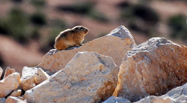 Ctenodactylus gundi