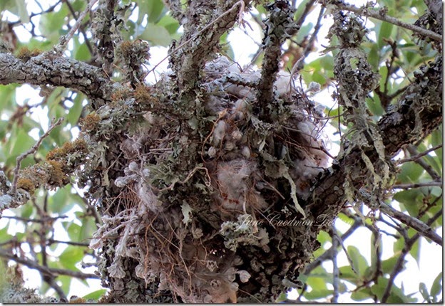 ScissorTail_Nest