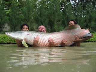  Gambar  Ikan  Naga Arapaima  Gigas Koleksi Gambar 