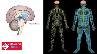 What is Hypothalamus
