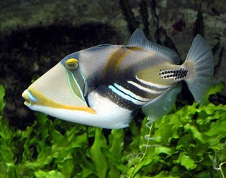 Picassoo Fish