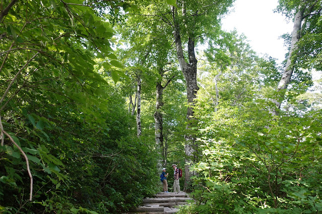 8月の大山夏山登山道