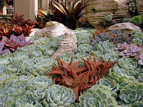 Sherman Garden Succulents