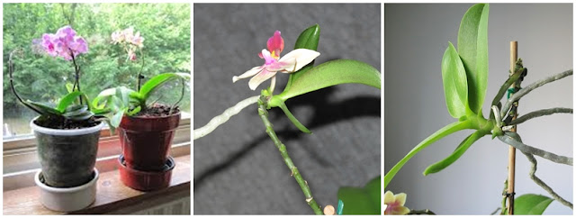 Reprodução da orquidea phalaenopsis a partir da haste floral (Keiki)