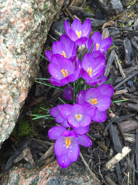 purple crocus in march with water drops