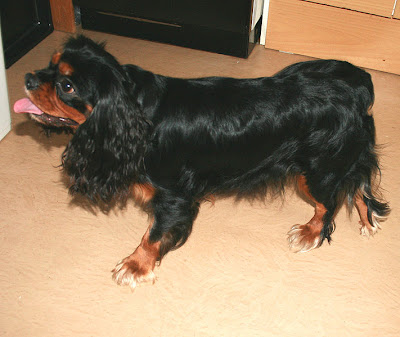 King Charles Spaniel