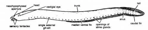 Labeled diagram of myxine