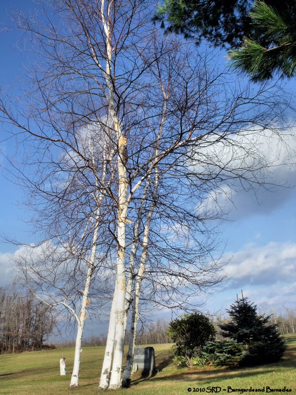 And climb black branches up a snowwhite trunk