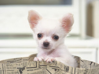 Chihuahua Puppy Picture