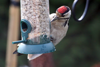 Juvenile Great Spotted Woodpecker on feeder