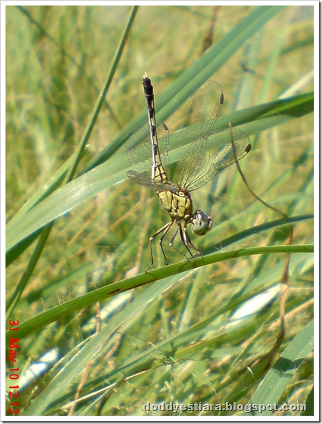 litle dragonfly 03