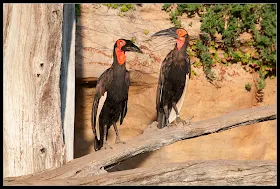 Bucorvus leadbeateri