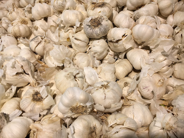 free pictures of garlic