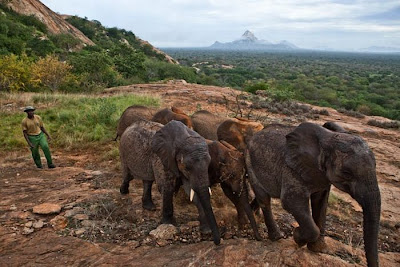 Kenya's Baby Elephant Orphanage Seen On www.dil-ki-dunya.tk