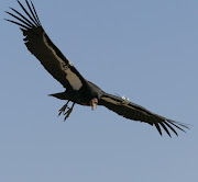 The Condor is the largest North American bird. (condor )