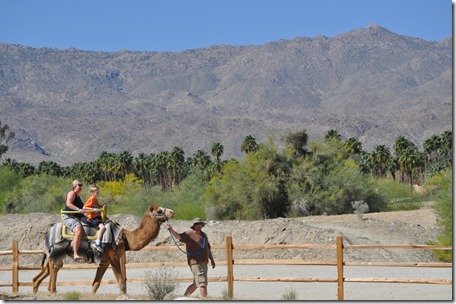 Living Desert, Ca 111