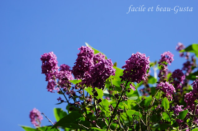 Fliederblüten