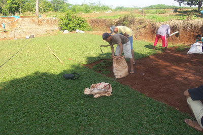 TUKANG RUMPUT | TUKANG RUMPUT GAJAH MINI | RUMPUT TAMAN | JASA TANAM RUMPUT