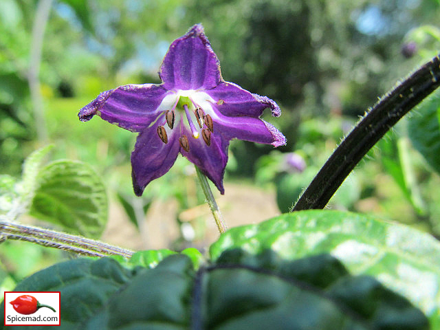 Puno Pica Orange Rocoto Flower - 29th June 2023