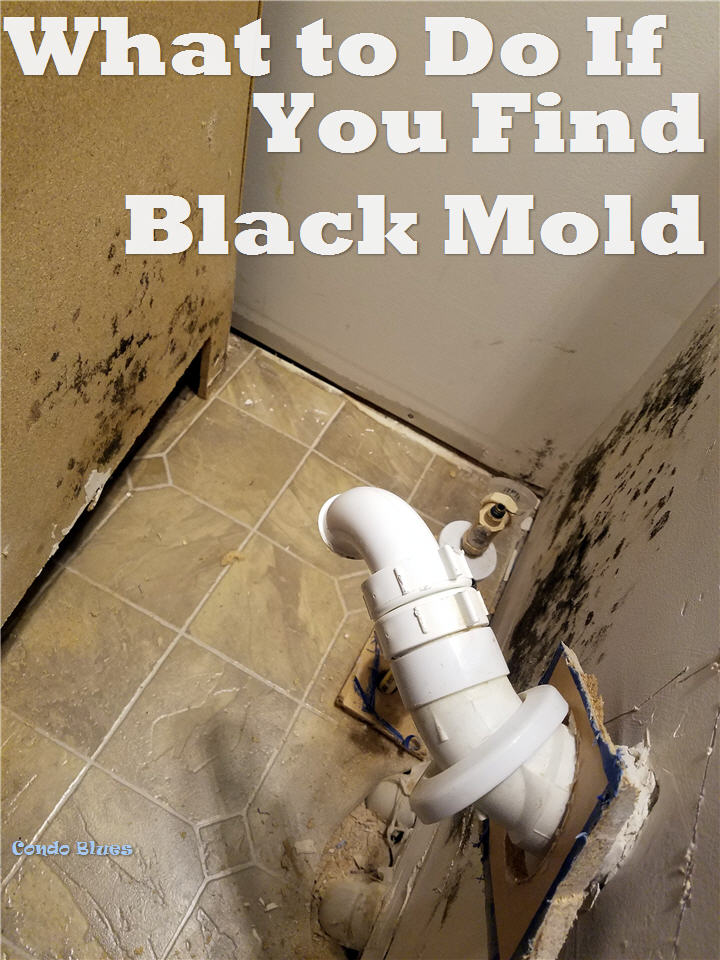 Condo Blues What to Do If You Find Black Mold in Your