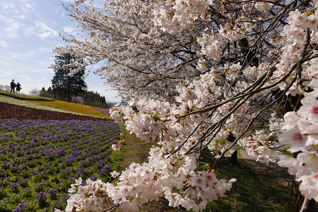 鳥取県西伯郡南部町鶴田 とっとり花回廊 花の丘 ソメイヨシノ（染井吉野）