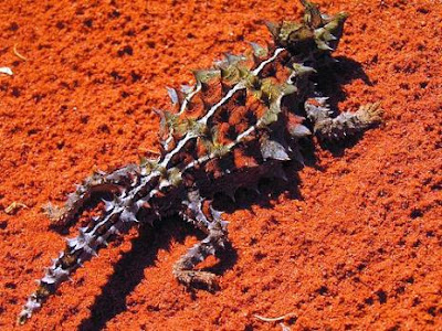 Strange Thorny Mountain Devil Lizard Seen On  www.coolpicturegallery.us