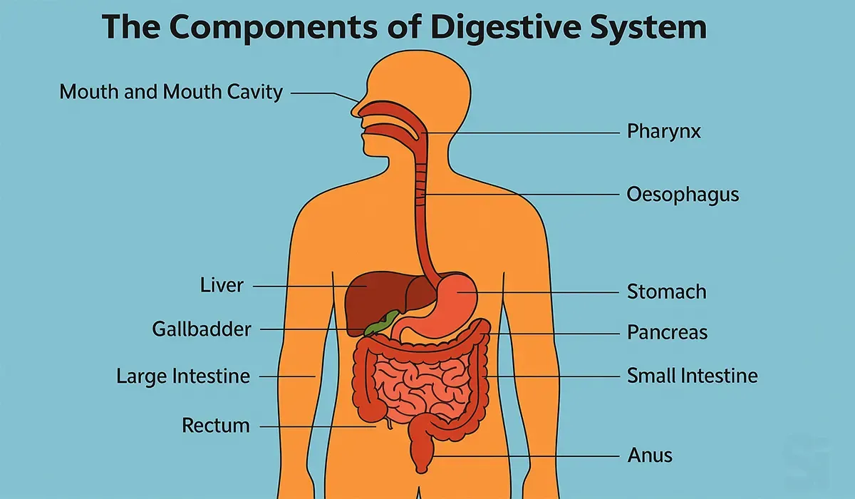 The-Components-of-Digestive-System