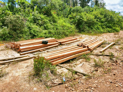 Cukong Pembalak Liar di Kawasan Hutan Lindung Kapuas Hulu Ditangkap