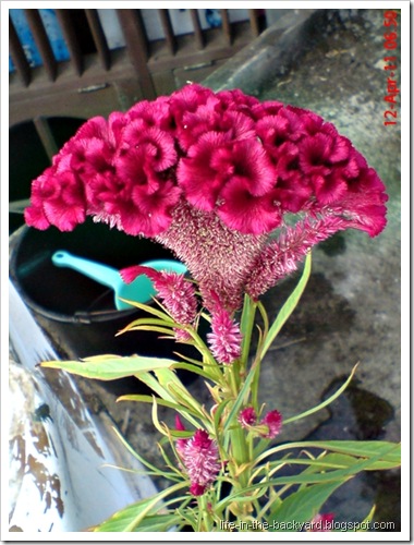  Tanaman  Obat Jengger Ayam Celosia cristata L 