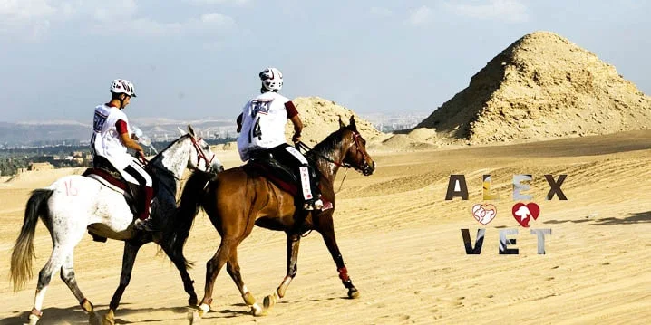 صور الخيول والحصان العربي الرائعة وخلفيات احصنة مع بنات وبحر واطباء بيطريين