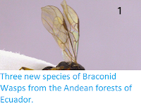 http://sciencythoughts.blogspot.co.uk/2014/03/three-new-species-of-braconid-wasps.html