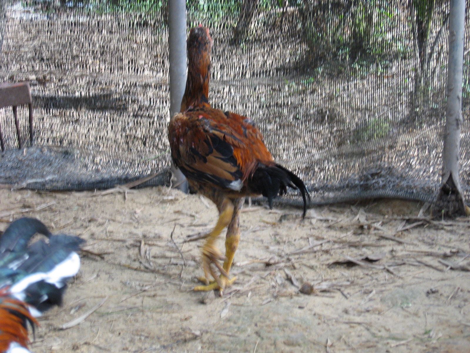 Koleksi Gambar  Kartun Ayam  Broiler Kumpulan Kartun