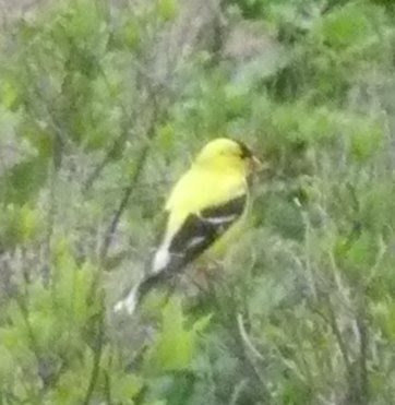 goldfinch on bush