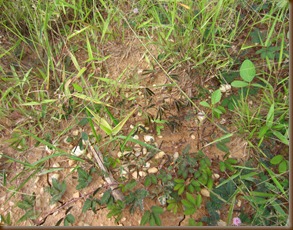 6.13.12 - Abomosu-Akokom (Wednesday) (39)