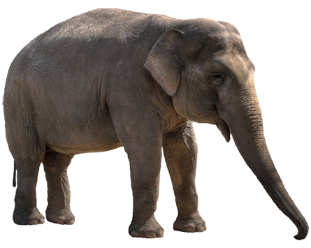 Gambar Gajah Lengkap - Gambar Foto