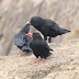 Fledged Chough and Peregrine Falcon on Ramsey Island