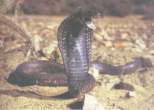The King Cobra Ophiophagus hannah the world's largest venomous snake grows