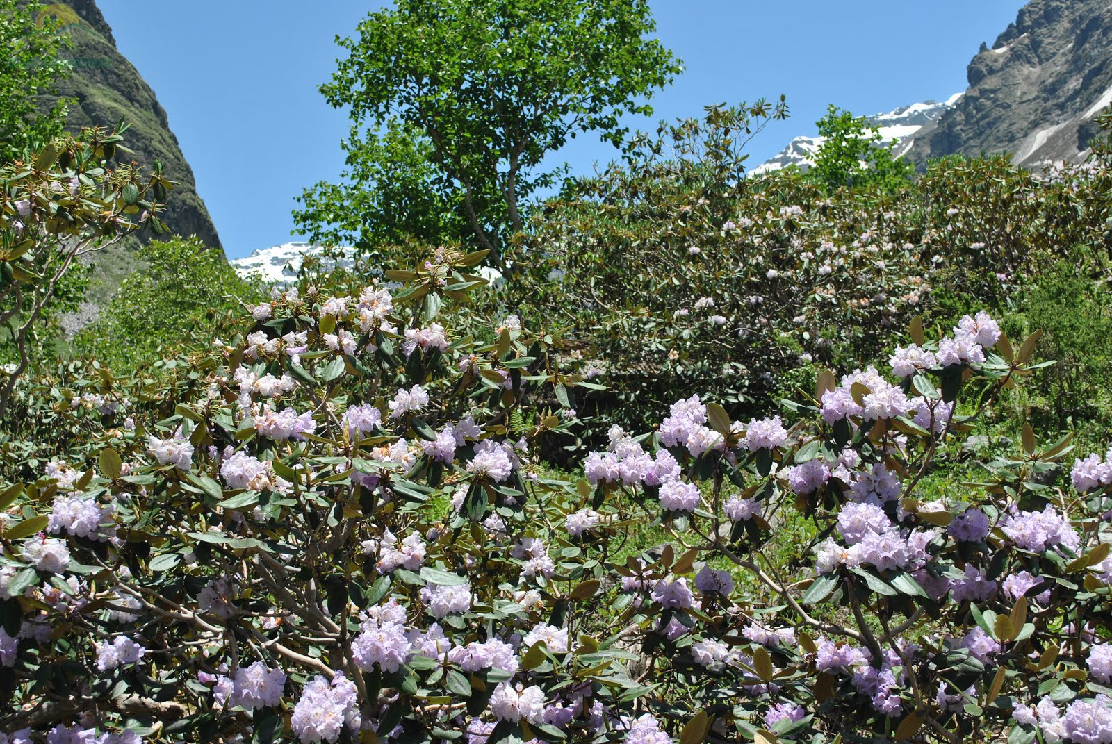 Burans Kandi Meadows - Rupin Pass Trek