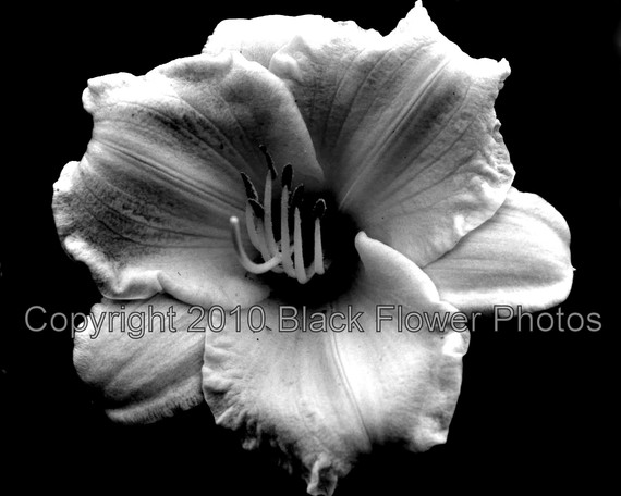 black and white flowers photography. the lack-and-white flower