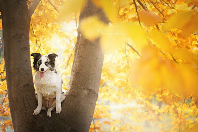 Fotos adoráveis de cachorros por Alicja Zmyslowska